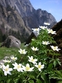 Alp Rohr_Hoehenweg_Chueweid 25 04 2010 (138)